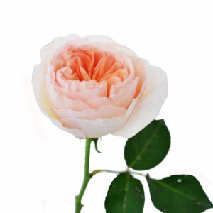 Роза СВИТ ДЖУЛЬЕТ